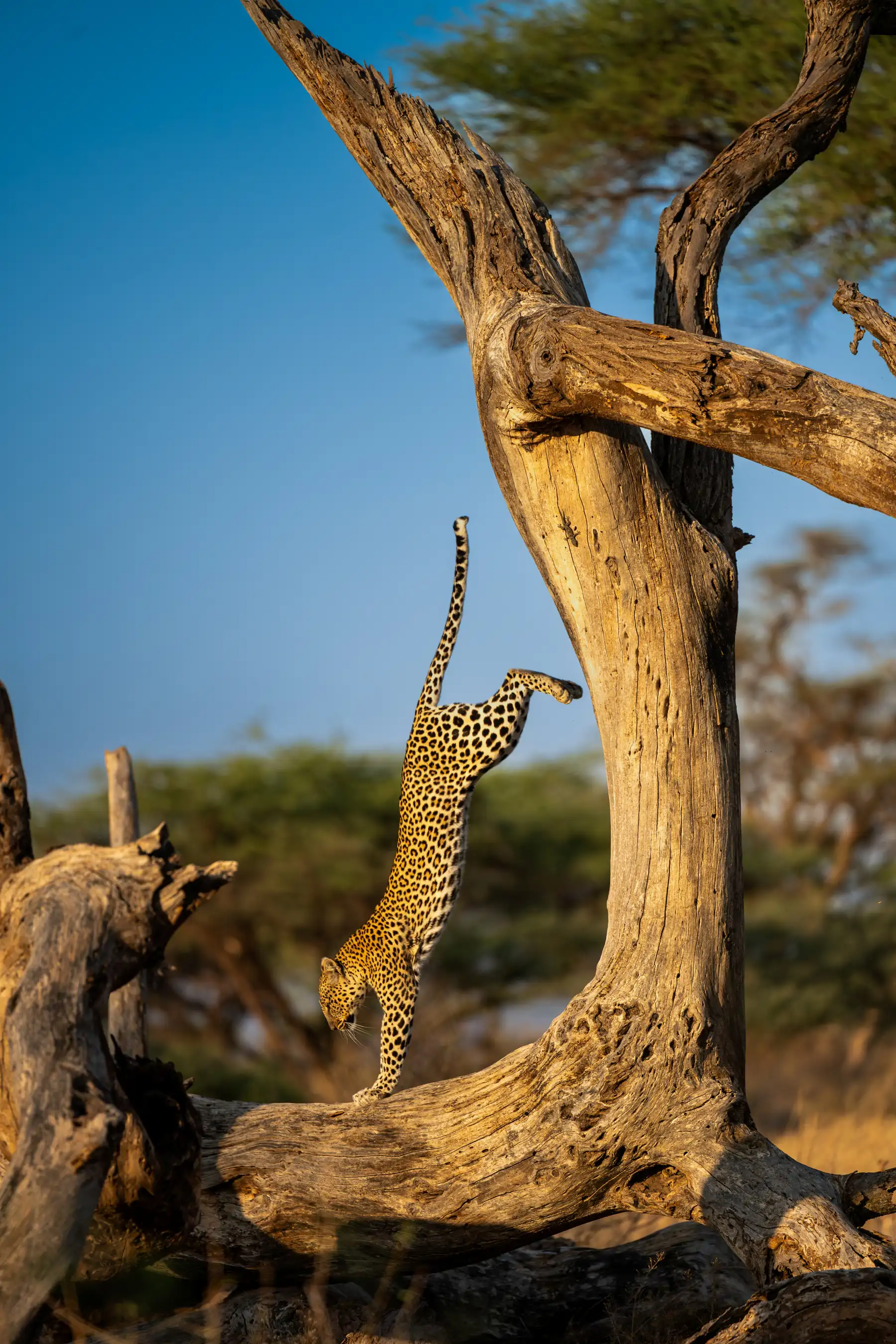 the-handstand_8af5e64e_261002101305_1800x2700.webp