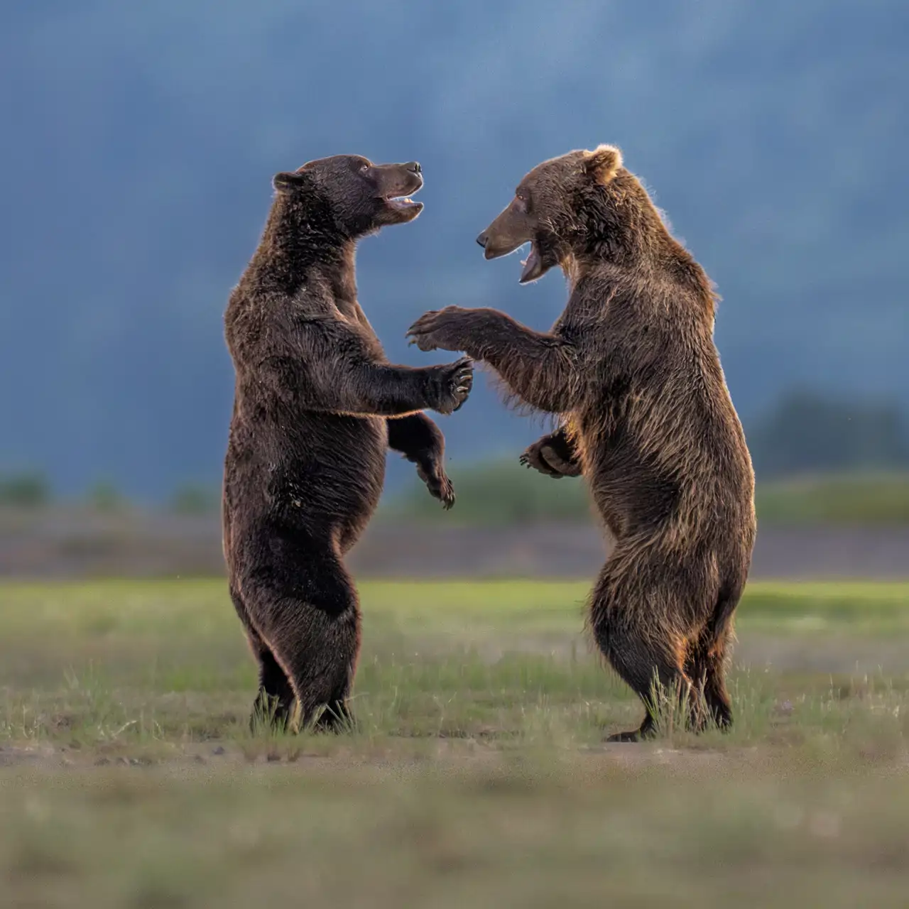 bears-sharing-a-joke_a35b864b_261006121329_1280x1280.webp