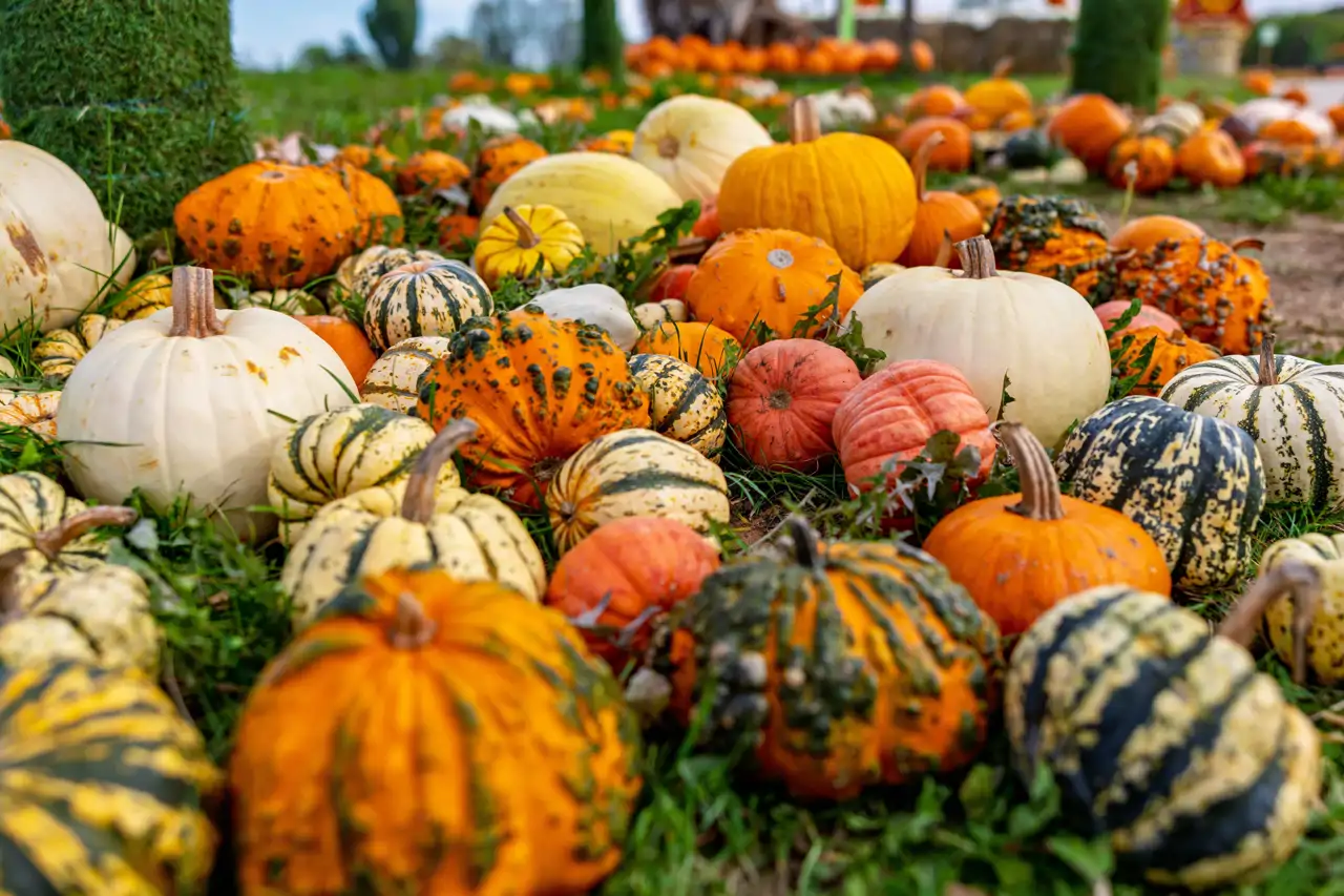 calabaza-halloween_c5648fa2_0868563856_261006122712_1280x853.webp