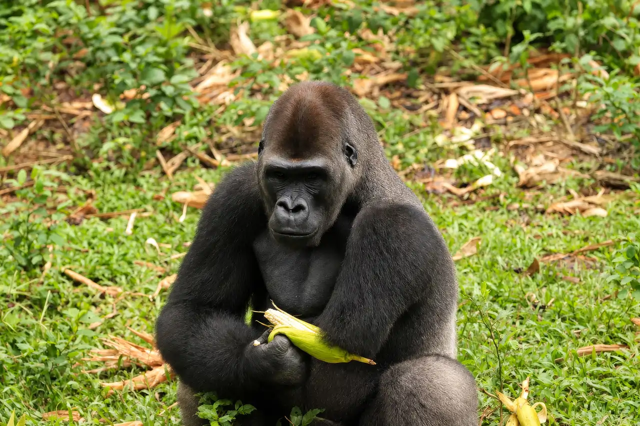 Un refugio con 296 primates: el gorila amputado y cómo es la 'segunda ...