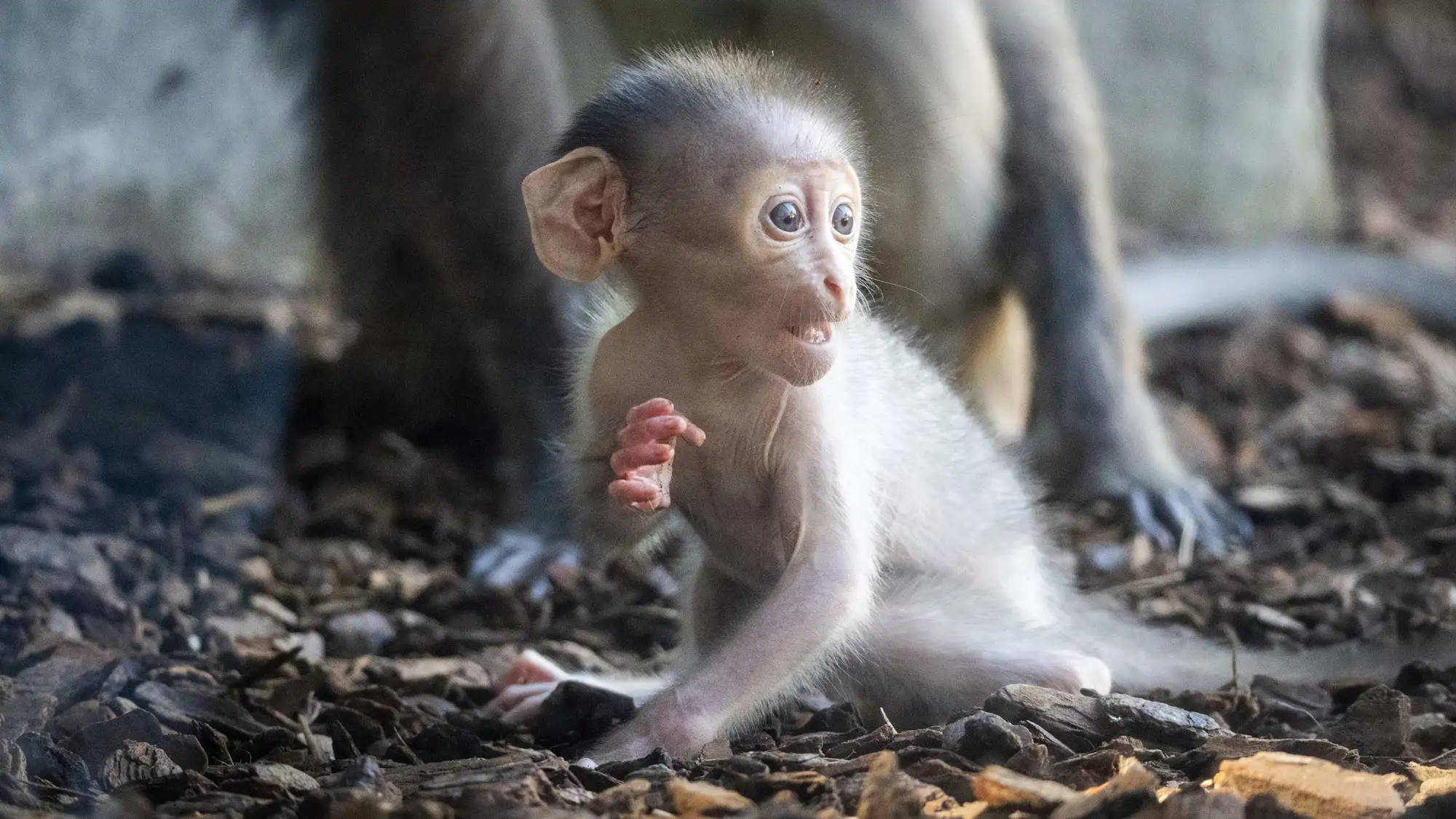 cria-de-mangabey-nacida-en-bioparc-valencia_36b6bbe6_261009131519_2000x1125.webp