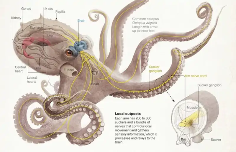Sistema nervioso del pulpo