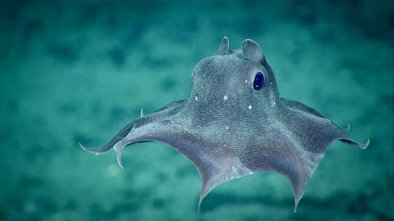 Un pulpo que vuela sobre el fondo marino
