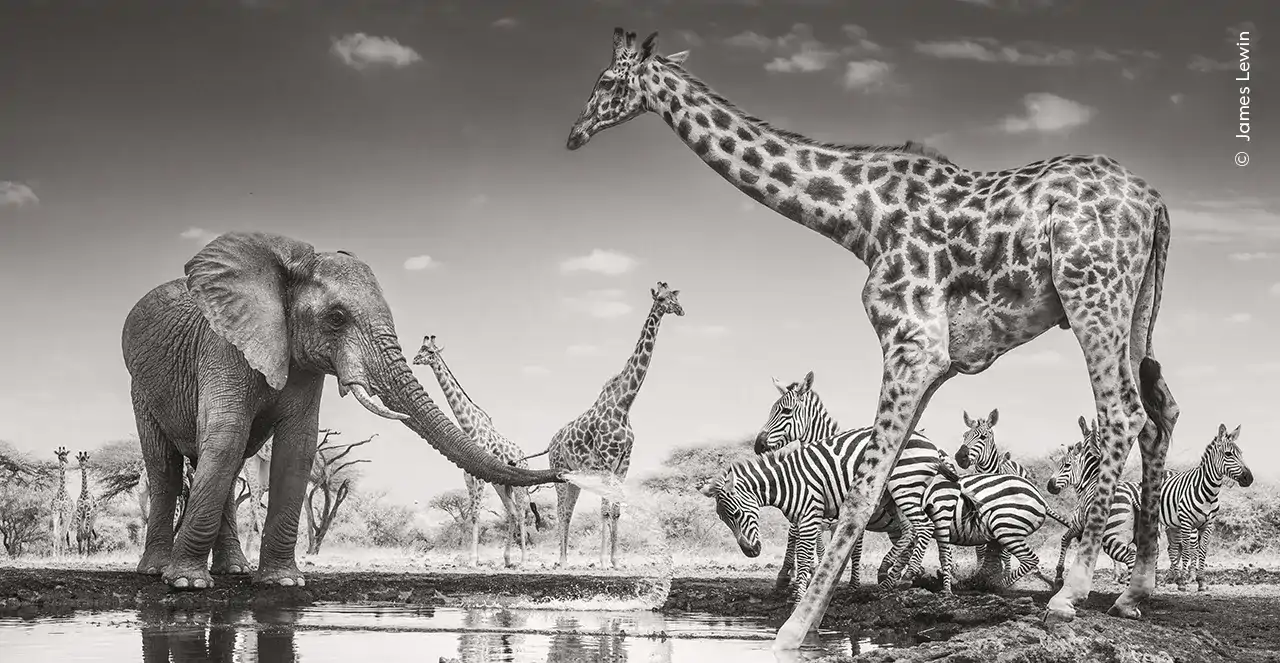 wildlife-photographer-of-the-year-2026-elefante-jirafa_aad85515_261016123520_1280x663.webp