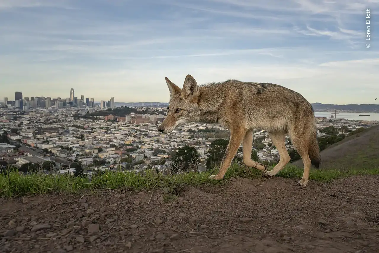 wildlife-photographer-of-the-year-2026-lobo_ec282ebb_9845586e8148_261016123521_1280x853.webp