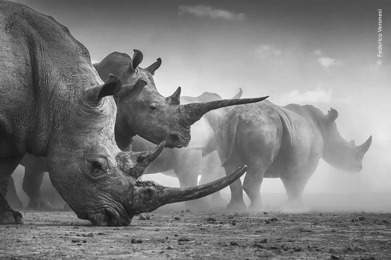 wildlife-photographer-of-the-year-2026_a318d57f_261016123517_1280x853.webp