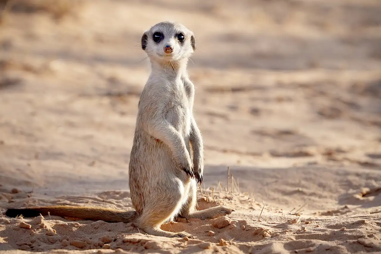suricata